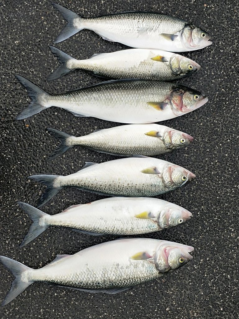 Australian Salmon Rig Fishing Hooks for sale